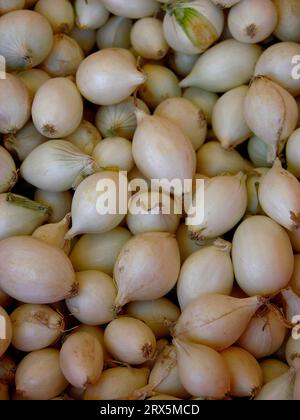 Cipolla, nota anche come porro di cipolla, bulbo, cipolla da cucina, cipolla da giardino, cipolla estiva, cipolla della casa o cipolla comune (Allium cepa) Foto Stock