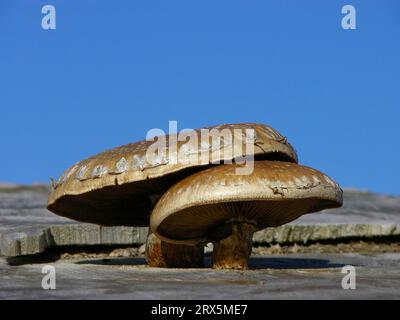 Fungo da albero che cresce su un ceppo di alberi Foto Stock