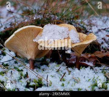 Falso fungo uovo, falso chanterelle (Hygrophoropsis aurantiaca) velenoso Foto Stock