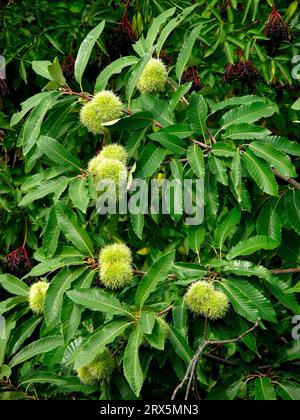 Castagne commestibili sull'albero, castagne dolci (mulino Castanea sativa.), anche semplicemente castagno o anche castagno commestibile, castagno commestibile, vero castagno Foto Stock