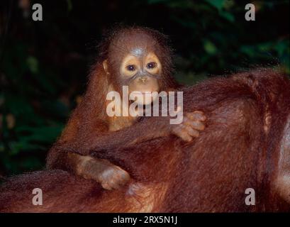 Giovane orango del borneo (Pongo pygmaeus), 2 anni, bambino animale, Borneo, Malaysia, giovane orang-utan, 2 anni, bambino animale, Borneo, Malesia Foto Stock