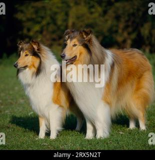 Two 2 Collie's tricolor, capelli lunghi, FCI, Standard No. 156, Collie Rough (156) (cane da pastore scozzese a pelo lungo), Two 2 Collie's tricolor, capelli lunghi Foto Stock