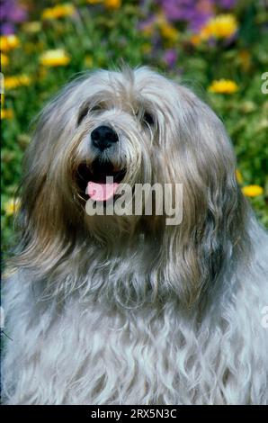 Tibetano Terrier, maschio, cane da compagnia, cane di accompagnamento, razza di cane tibetano, tibetano Terrier, Tibet terrier, cane, cane da compagnia, cane di accompagnamento, tibetano Foto Stock