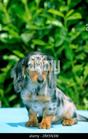 Dachshund a capelli lunghi, cucciolo, 12 settimane, dachshund a capelli lunghi Midget, cucciolo, 12 settimane Foto Stock