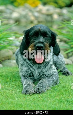 Capelli di filo tedesco, cane di puntamento, cucciolo, in capelli di filo tedesco, puntatore, cucciolo Foto Stock