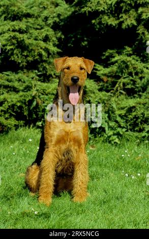 Airedale Terrier, Waterside Terrier, Bingley Terrier, FCI-Standard No. 7 Foto Stock