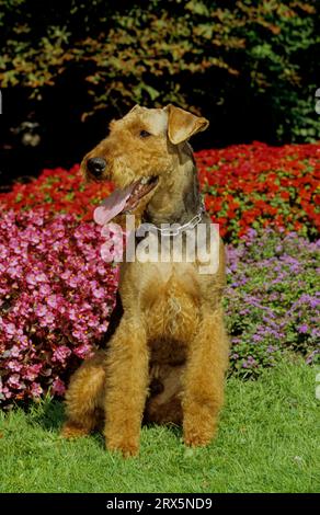 Airedale Terrier, Waterside Terrier, Bingley Terrier, FCI Standard N. 7 Foto Stock