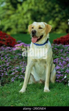 Labrador di colore chiaro (crema leggera), Labrador Retriever, FCI, Standard N. 122 Foto Stock