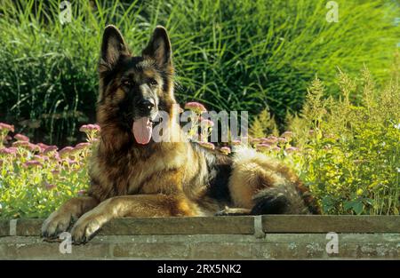Vecchio pastore tedesco, Puppy Foto Stock