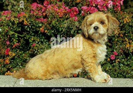 Lhasa Apso, Lhasa-Apso, Lhasa Terrier, Lion Dog, FCI, standard N. 227 Foto Stock