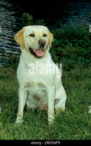 Labrador di colore chiaro (crema leggera), Labrador Retriever, FCI, Standard N. 122 Foto Stock