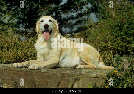 Labrador di colore chiaro (crema leggera), Labrador Retriever, FCI, Standard N. 122 Foto Stock