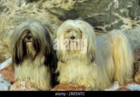 2 due Lhasa Apso, Lhasa-Apso, Lhasa Terrier, Lion Dog, FCI, standard N. 227 Foto Stock