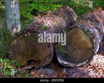 2 tronchi di quercia abbattuti nella foresta Foto Stock