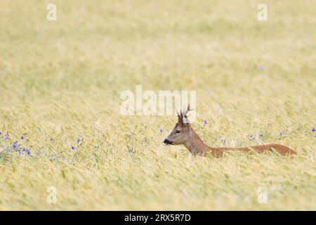 Caprioli europei (Capreolus capreolus) in un campo d'orzo con fiori di corno (capriolo europeo) (capriolo), il capriolo cerca cibo in un orzo Foto Stock