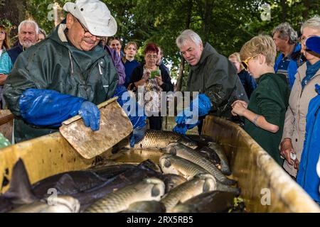 Rietschen, Germania. 23 settembre 2023. I pescatori selezionano i pesci in base alle specie e alle classi di taglia. Oggi, sabato, il calcio d'inizio delle settimane del pesce Lusaziano 2023 nell'alta Lusazia e l'apertura della stagione delle carpe sassoni si svolgeranno presso la Festa della natura e della pesca di Rietschen. Più di 1.000 stagni appartengono all'Upper Lusatian Heath and Pond Landscape, dove le carpe e altri pesci crescono dal XIII secolo. Crediti: Frank Hammerschmidt/dpa/Alamy Live News Foto Stock