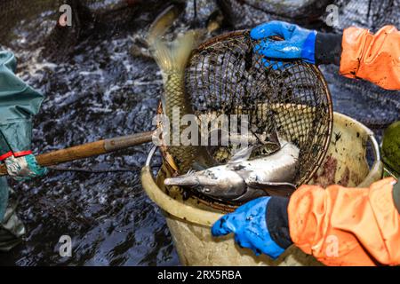 Rietschen, Germania. 23 settembre 2023. Uno storione e una carpa d'erba strisciano nella rete di sbarco, che è stata estratta dalla rete da un pescatore. Questo sabato, in occasione della festa della natura e della pesca a Rietschen, avrà luogo l'inizio delle settimane Lusaziane del pesce 2023 nell'alta Lusazia e l'apertura della stagione delle carpe sassoni. Più di 1000 stagni appartengono all'Upper Lusatian Heath and Pond Landscape, dove le carpe e altri pesci crescono dal XIII secolo. Crediti: Frank Hammerschmidt/dpa/Alamy Live News Foto Stock