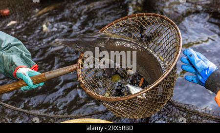 Rietschen, Germania. 23 settembre 2023. Uno storione strizza nella rete di sbarco, che è stata estratta dalla rete da un pescatore. Questo sabato, in occasione della festa della natura e della pesca a Rietschen, avrà luogo l'inizio delle settimane Lusaziane del pesce 2023 nell'alta Lusazia e l'apertura della stagione delle carpe sassoni. Più di 1000 stagni appartengono all'Upper Lusatian Heath and Pond Landscape, dove le carpe e altri pesci crescono dal XIII secolo. Crediti: Frank Hammerschmidt/dpa/Alamy Live News Foto Stock