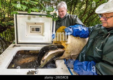 Rietschen, Germania. 23 settembre 2023. I pesci vengono spostati un'ultima volta prima di essere trasportati via. Questo sabato, in occasione della festa della natura e della pesca a Rietschen, avrà luogo l'inizio delle settimane Lusaziane del pesce 2023 nell'alta Lusazia e l'apertura della stagione delle carpe sassoni. Più di 1.000 stagni appartengono all'Upper Lusatian Heath and Pond Landscape, dove le carpe e altri pesci crescono dal XIII secolo. Crediti: Frank Hammerschmidt/dpa/Alamy Live News Foto Stock