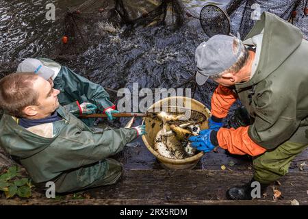 Rietschen, Germania. 23 settembre 2023. I pescatori trasferiscono il pesce catturato in una rete in un secchio. Questo sabato, il festival della natura e della pesca a Rietschen dà il via alle settimane del pesce Lusaziano 2023 nell'alta Lusazia e apre la stagione delle carpe sassoni. Più di 1.000 stagni appartengono all'Upper Lusatian Heath and Pond Landscape, dove le carpe e altri pesci crescono dal XIII secolo. Crediti: Frank Hammerschmidt/dpa/Alamy Live News Foto Stock