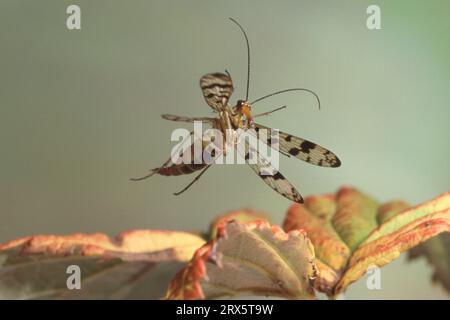 Mosca scorpione comune, femmina (Panorpa communis), staccabile Foto Stock