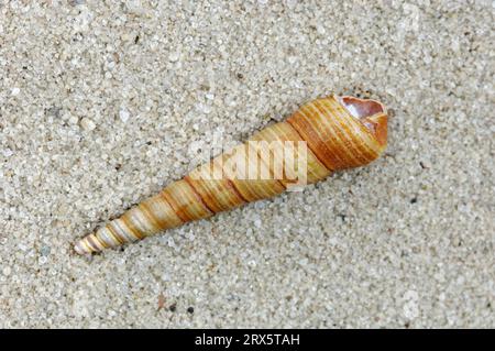 Lumaca della Turritella comune europea (Turritella communis), Paesi Bassi Foto Stock