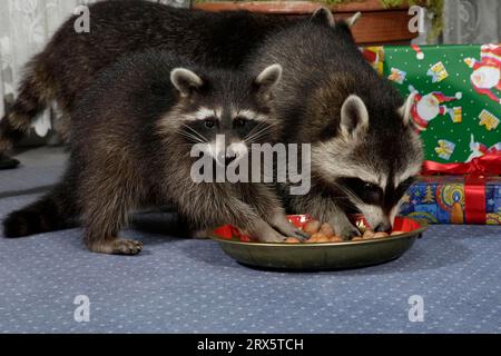 Procioni (Procyon lotor), donna con giovani in soggiorno, Germania, regalo di natale, regalo Foto Stock