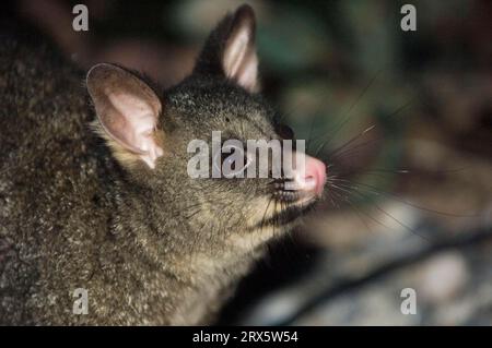 Possum dalla coda di pennello, parco nazionale di Craddle Mountain, Tasmania, Australia (Trichosurus vulpeculai) Foto Stock