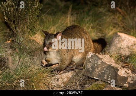 Possum dalla coda di pennello, parco nazionale di Craddle Mountain, Tasmania, Australia (Trichosurus vulpeculai) Foto Stock