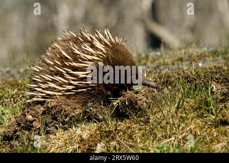 Echidna dal becco corto (Tachyglossus aculeatus), parco nazionale di Craddle Mountain, Tasmania, Australia Foto Stock