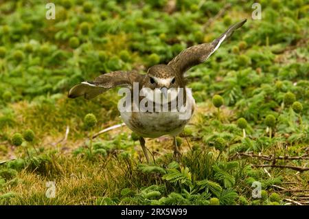 New Zealand Dotterel (Charadrius obscurus), Enderby Island, Auckland Islands, New Zealand, Red-Breasted Plover Foto Stock