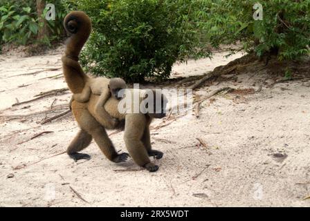 Scimmia lanosa grigia con giovane (Lagothrix lagotricha), riapribile, Brasile Foto Stock