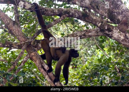 Scimmia lanosa grigia con giovane (Lagothrix lagotricha), laterale, Brasile Foto Stock