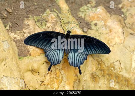 Knight Butterfly, Parco Nazionale Khao Yai (Papilio bianor), coda di rondine di corvo, esente, Thailandia Foto Stock