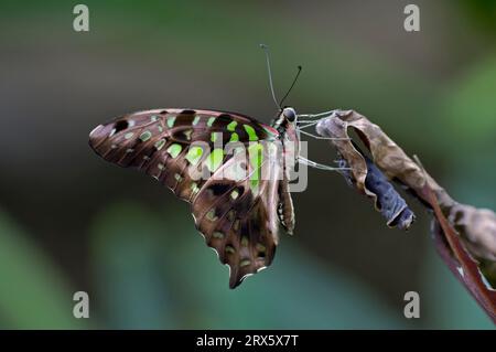 Curvo jay, Khao Yai triangolo a macchie verdi (Graphium agamemnon), laterale, Thailandia Foto Stock