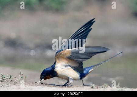 La rondine del fienile (Hirundo rustica) raccoglie materiale di nidificazione, deglutizione, rondini, laterale, Bulgaria Foto Stock