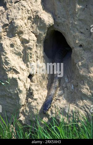 Il serpente a quattro file (Elaphe quatuorlineata) strizza fuori dalla grotta di mangiatori d'api, Bulgaria Foto Stock