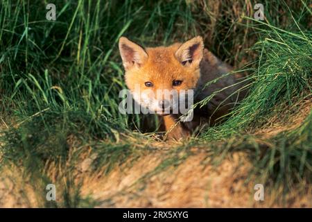 Red Fox (Vulpes vulpes), all'età di 3, 4 settimane i cuccioli di volpe lasciano la tana per la prima volta (Photo Red Fox cucciolo di fronte alla tana), Red Fox, il Foto Stock