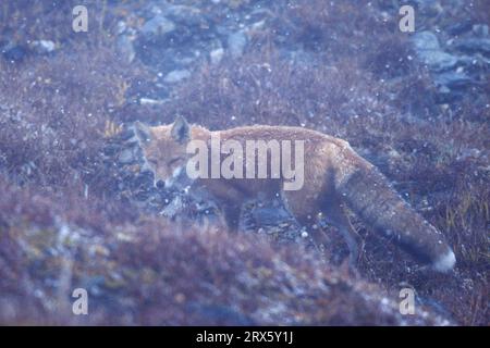 Red Fox, gli animali che vivono nelle aree urbane sono principalmente attivi all'alba e di notte (foto Red Fox in scorrido di neve), Red Foxes (Vulpes vulpes) sono la maggior parte Foto Stock