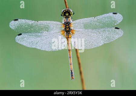 Black Darters (Sympetrum danae) ama riposare su luoghi soleggiati a terra (foto femmina con rugiada mattutina), Black Darter spesso si appollaiano su un soleggiato Foto Stock