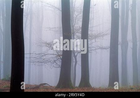 Foresta di faggi nella nebbia, Rendsburg distretto di Eckernfoerde, Schleswig-Holstein Foto Stock