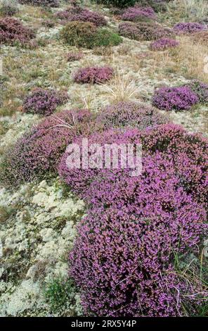 Dunescape con Common Eather sulla costa del Mare del Nord, Syddanmark, Danimarca, Europa Foto Stock