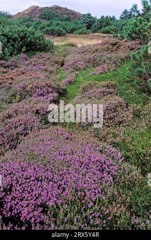 Dunescape con Common Heather sulla costa del Mare del Nord, Syddanmark, Danimarca Foto Stock