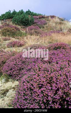 Dunescape con Common Heather sulla costa del Mare del Nord, Syddanmark, Danimarca Foto Stock