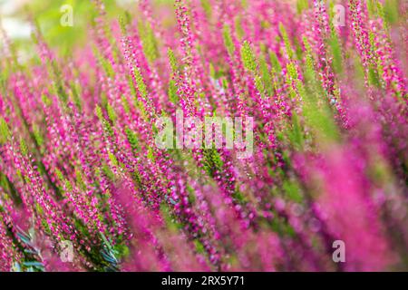 Foto ravvicinata di Calluna Vulgaris Fiori di Erica in fiore rosa. Tema giardinaggio e paesaggistica. Foto Stock