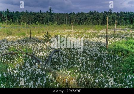 Wiese mit Schmalblaettrigem Wollgras im Grundlosen Moor am Grundlosen SEE, prato con erba di cotone comune (Eriophorum angustifolium) nel Foto Stock