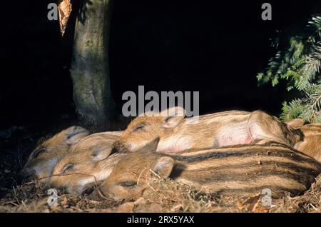 Frischlinge liegen eng zusammen schlafen (Schwarzwild) (cinghiale), germogli selvatici che giacciono vicini dormono insieme (Hog selvatico) (cinghiale selvatico) (Sus scrofa) Foto Stock