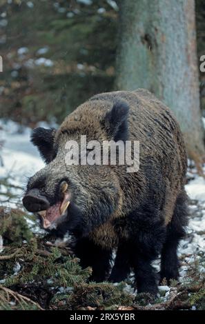 tusker di cinghiale nella neve alla ricerca di cibo (cinghiale (Sus scrofa) Foto Stock