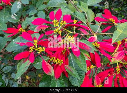 Christmas Star - Fiore di Poinsettia (Euphorbia pulcherrima), Kerala, India Foto Stock