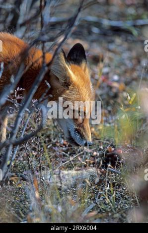 Red Fox (Vulpes vulpes) con il suo Kill an Arctic Ground Squirrel (volpe rossa europea) Spermophilus paryii Foto Stock